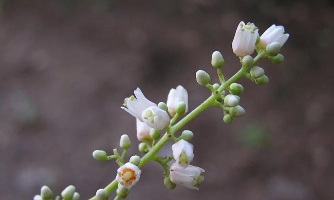 香椿开花的寓意与象征（从古至今）