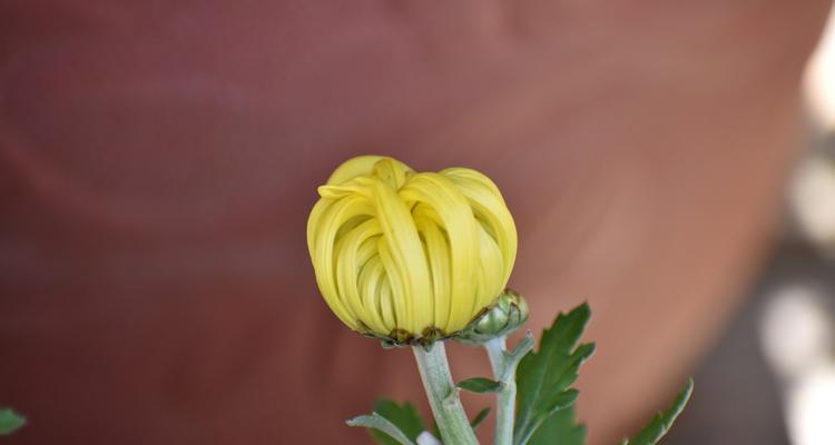 湘潭市花菊花的象征与寓意（湘潭市的标志性花卉及其深层意义）