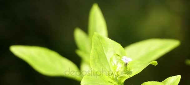 揭秘玄参科植物的神秘共性特征（探索玄参科植物的奇妙适应机制）