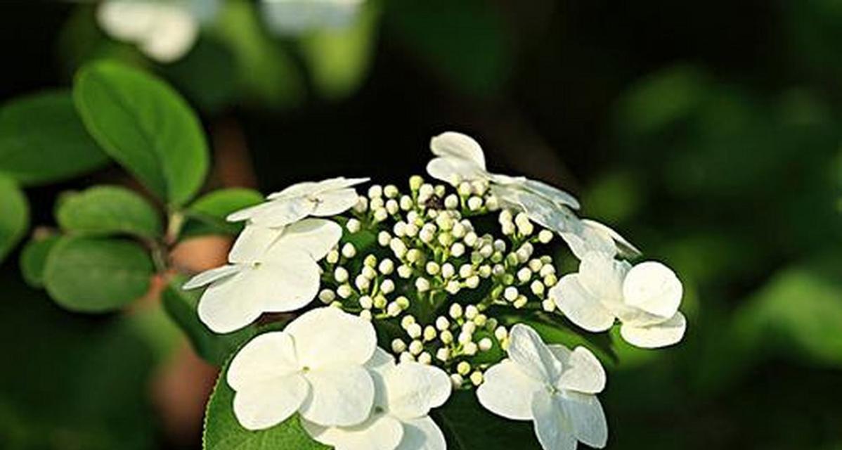 扬州市花琼花的象征与寓意（探究扬州市花琼花的花语与文化背景）