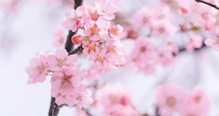 樱花的象征意义与文化内涵（绽放生命与美的“樱花之国”——日本）