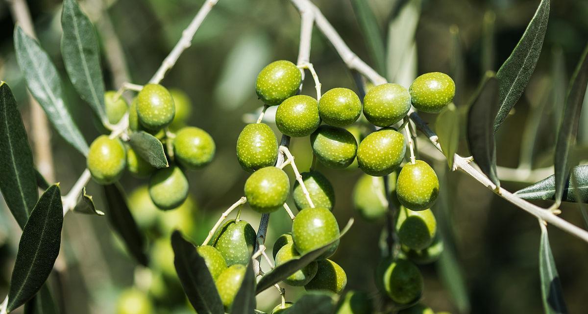 常绿硬叶林的叶片特点（以硬叶林代表植物的叶片结构和适应环境的演化）