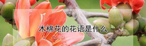 花语代表是你的花——探寻花与人的关系（以有什么花的花语为线索）