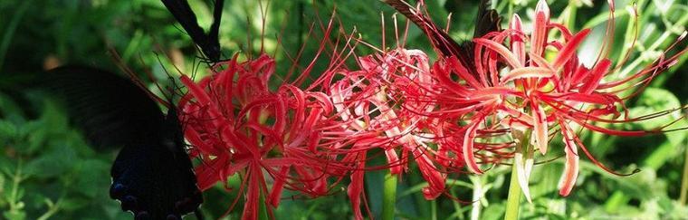 花语代表是你的花——探寻花与人的关系（以有什么花的花语为线索）