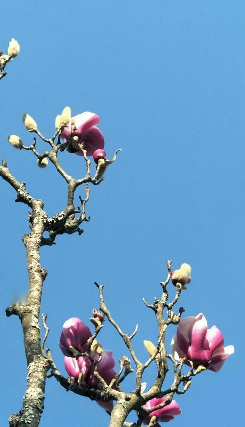 玉兰花的花语与寓意（探寻玉兰花的深意）