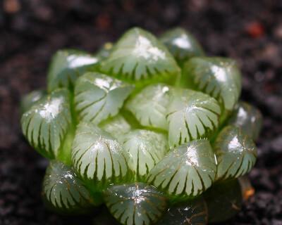 玉露花语和寓意的深意（探寻玉露的花语和寓意）