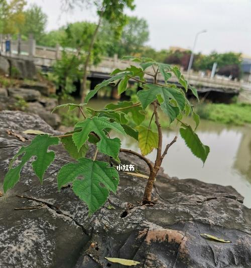 坚强植物（寓意坚强的植物给我们带来的启示和激励）