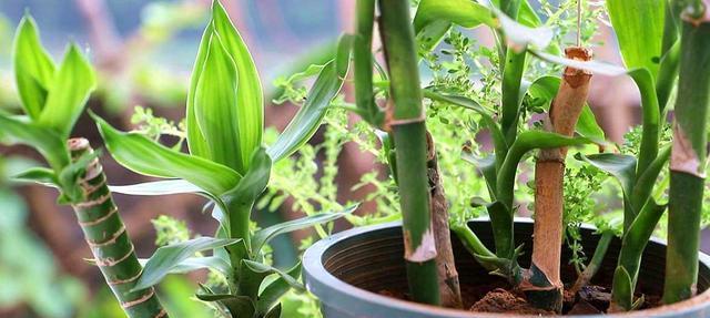 美丽花草（以花朵为媒介）