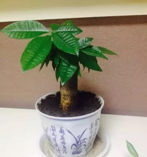 招财植物（以寓意招财的植物及其独特魅力）