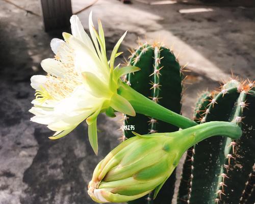 仙人掌的花开奇迹（探寻仙人掌开花的奥秘）