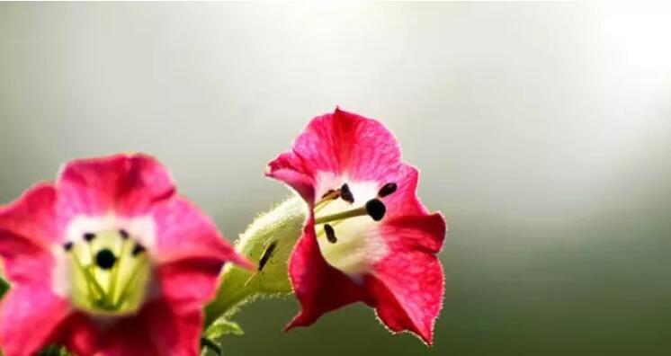 仙人指花的花语（探索仙人指花的深层含义）