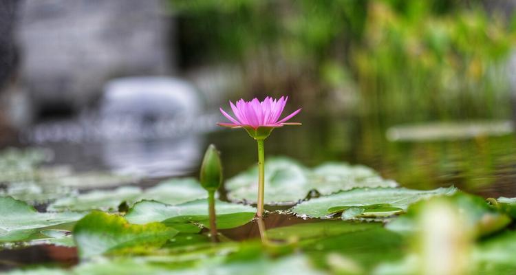 以延药睡莲花语为主题的文章（唤醒沉睡的心灵）