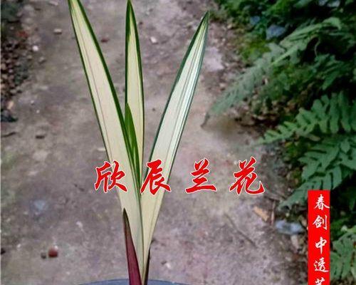 养兰花，寓意生活的美好（以兰花为寄托）