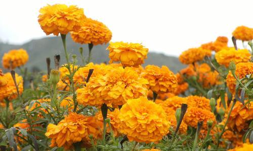 野菊花的花语及其意义（探索野菊花花语的深层含义）