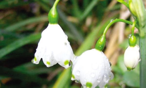 以夜来香花语之美（揭秘以夜来香花的意义与颜色）