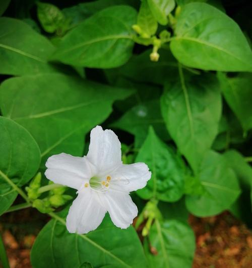 以夜来香花语之美（揭秘以夜来香花的意义与颜色）