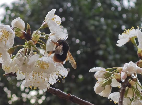 樱桃花之美（唤醒心灵的妖艳与温柔）