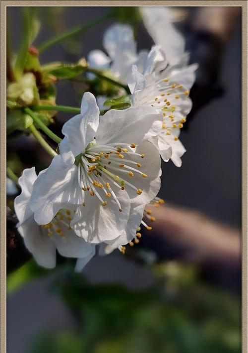 樱桃花花语与文化传承（探寻樱桃花的含义与历史底蕴）