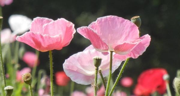 虞美人花的花语和寓意（虞美人花的神秘之美）