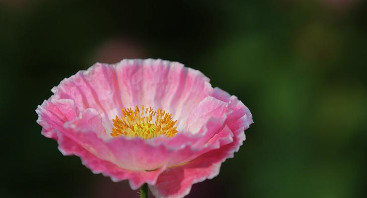 虞美人花的花语和寓意（虞美人花的神秘之美）