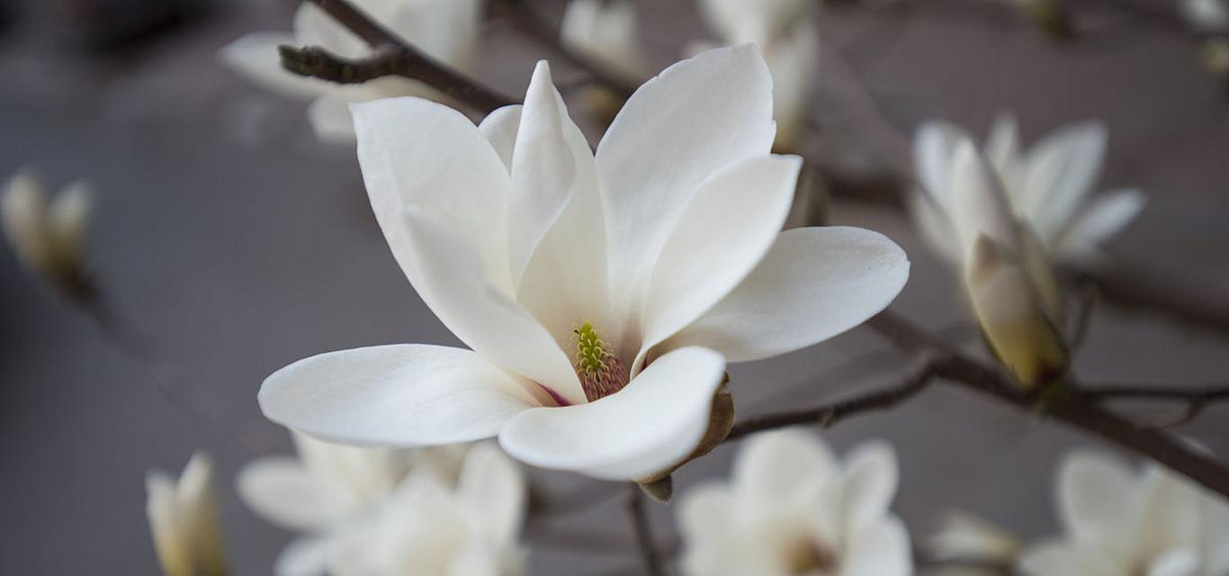 玉兰花的花语（传递美丽与高贵的玉兰花语）