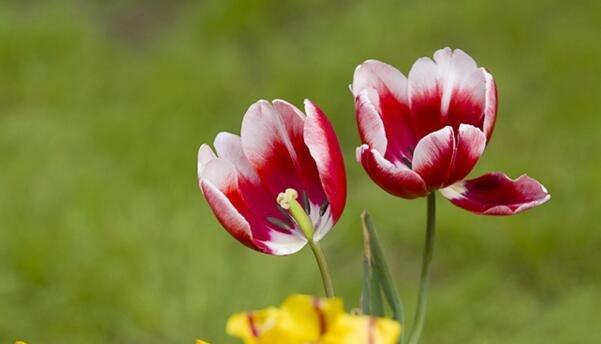 郁金香花语与寓意（探索郁金香花语的意义与魅力）