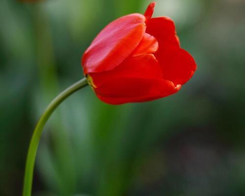 郁金香花语与寓意（探索郁金香花语的意义与魅力）