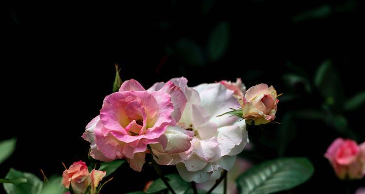 月季花莲花花语（传递深情与浪漫的花卉之语）