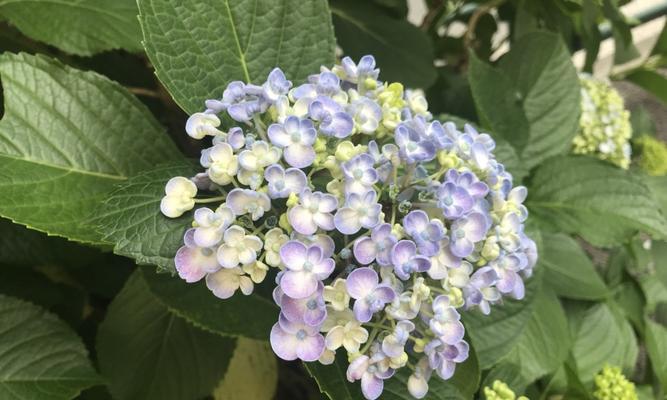 花的花语大揭秘（探寻花不同颜色的花语）