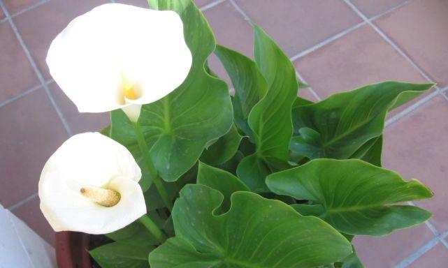 彩色马蹄莲的种植与管理（繁花似锦）