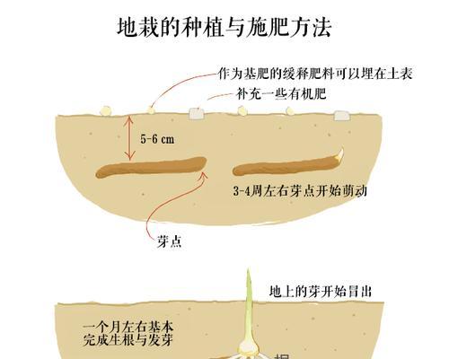 彩叶芋块茎繁殖与种植全攻略（彩叶芋块茎的选种与保养）