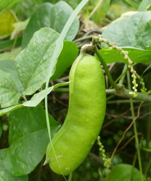 菜豆是被子植物吗（探究菜豆的种属分类）