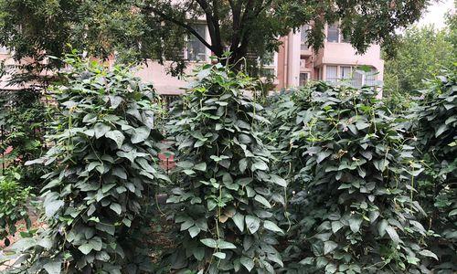 菜豆是裸子植物吗（探寻菜豆的生物学奥秘）