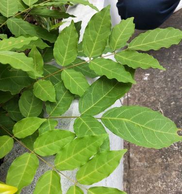 菜豆是裸子植物吗（探寻菜豆的生物学奥秘）