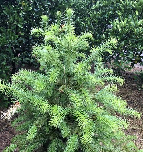 菜豆是裸子植物吗（探寻菜豆的生物学奥秘）