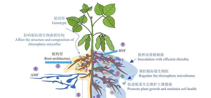 探究菜豆的根系（菜豆根系的形态特征及其生理作用）