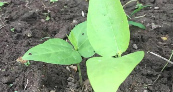 探究菜豆的根系（菜豆根系的形态特征及其生理作用）