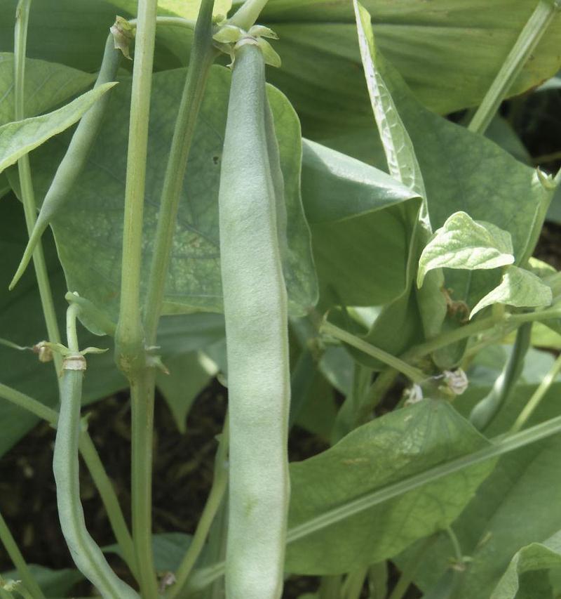 菜豆——一种营养丰富的豆类植物（生长环境）