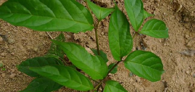 菜豆是双子叶植物——探究菜豆的生物分类学（了解菜豆的生物学特征）