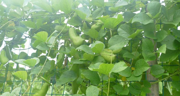 菜豆是双子叶植物——探究菜豆的生物分类学（了解菜豆的生物学特征）