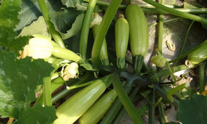 如何选择最佳的菜瓜种植时间（菜瓜最佳种植时间）