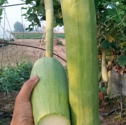 如何种植菜瓜（从采摘到种植）