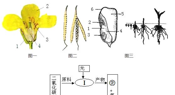 油菜花的生长环境与生长地方条件（探究油菜花的生态适应性与分布区域）