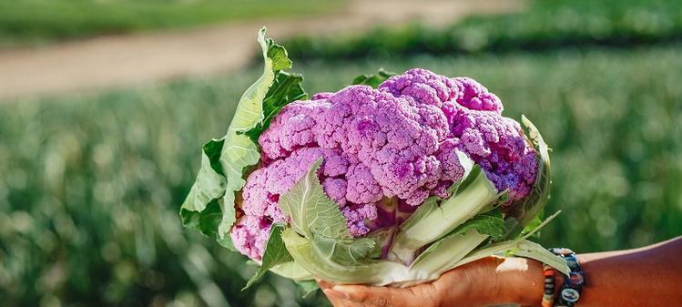 菜花的生长周期及上市时间（了解菜花成熟期）