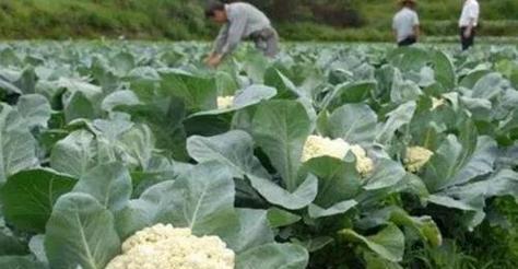 菜花种植指南（从时间到方法）