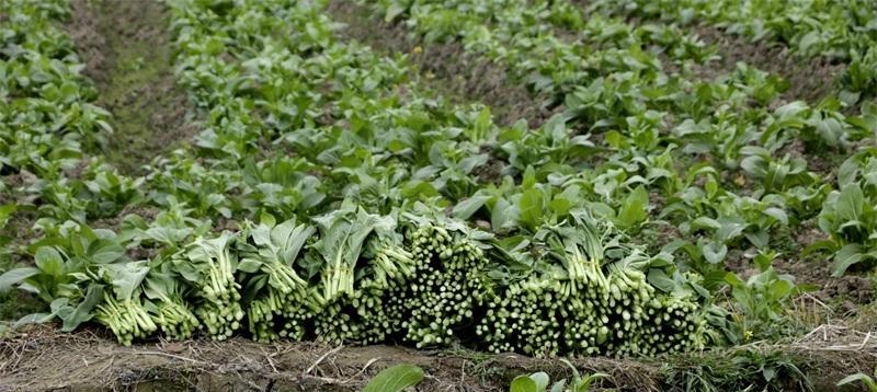 菜苔什么时候最适合播种（掌握正确的播种时间）