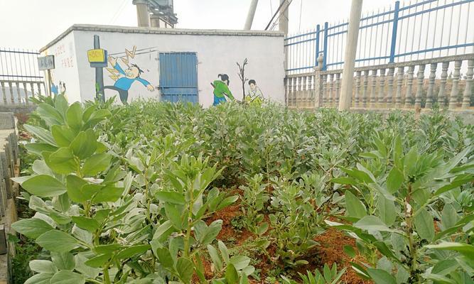 蚕豆种植指南（掌握正确时间）