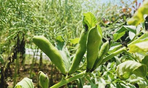 山东蚕豆种植指南（蚕豆种植季节）