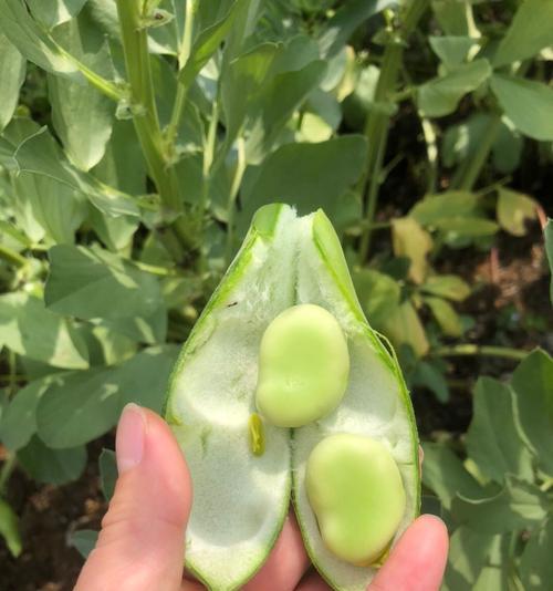 蚕豆的生长周期和上市时间（蚕豆成熟季节）