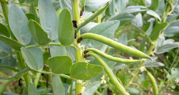 蚕豆种植指南